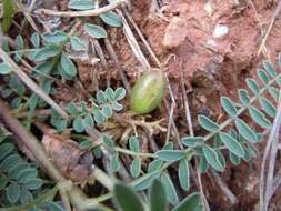 Sivun <i>Astragalus <i>crassicarpus</i></i> var. crassicarpus kuva