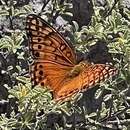 Image of Euptoieta hegesia watsoni Comstock 1944