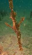 Image of Delicate ghost pipefish