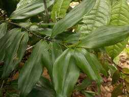 Image of Dracaena elliptica Thunb. & Dalm.