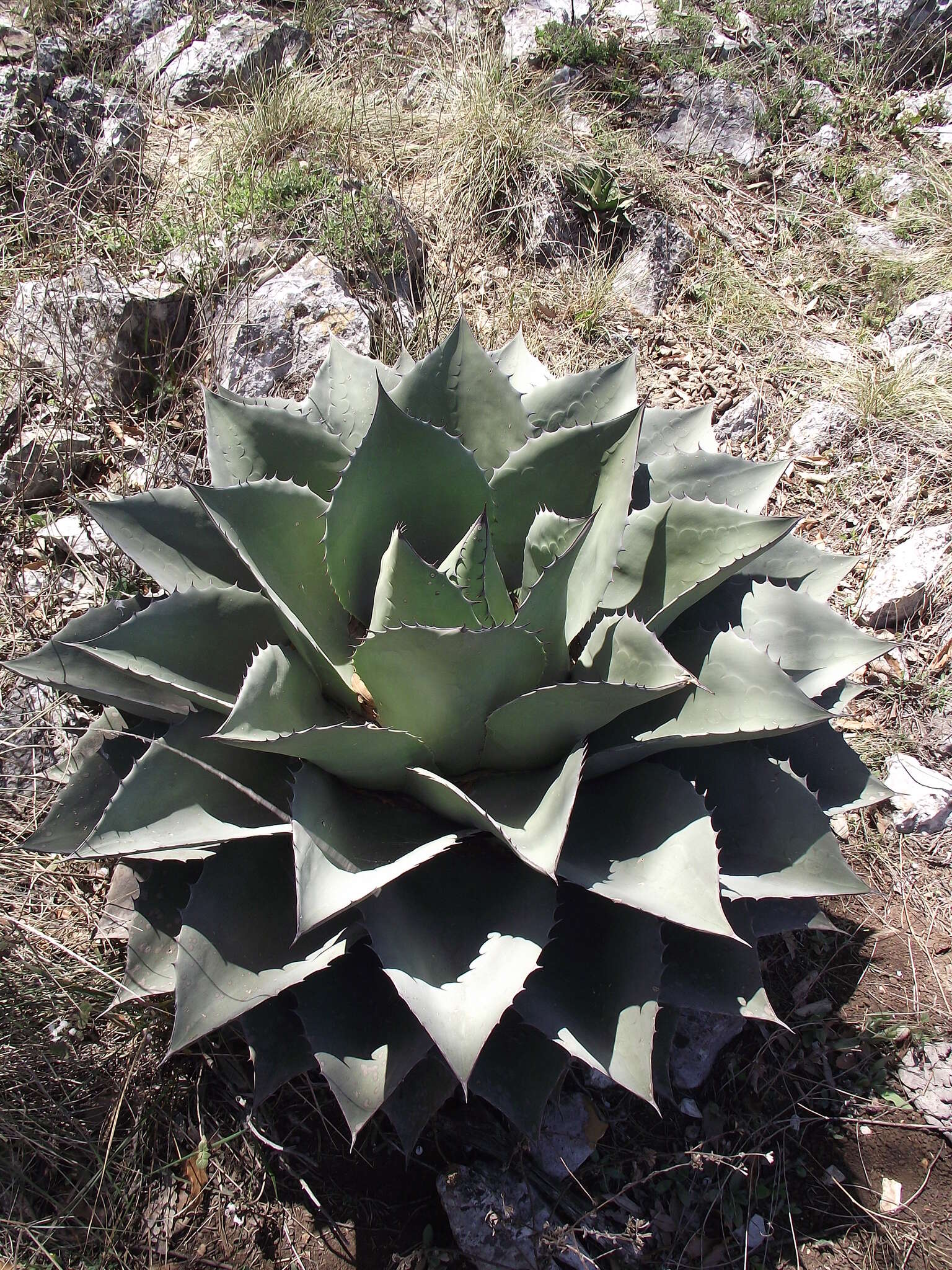 Image de Agave ovatifolia G. D. Starr & Villarreal