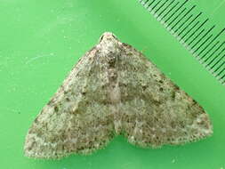 Image of mottled grey