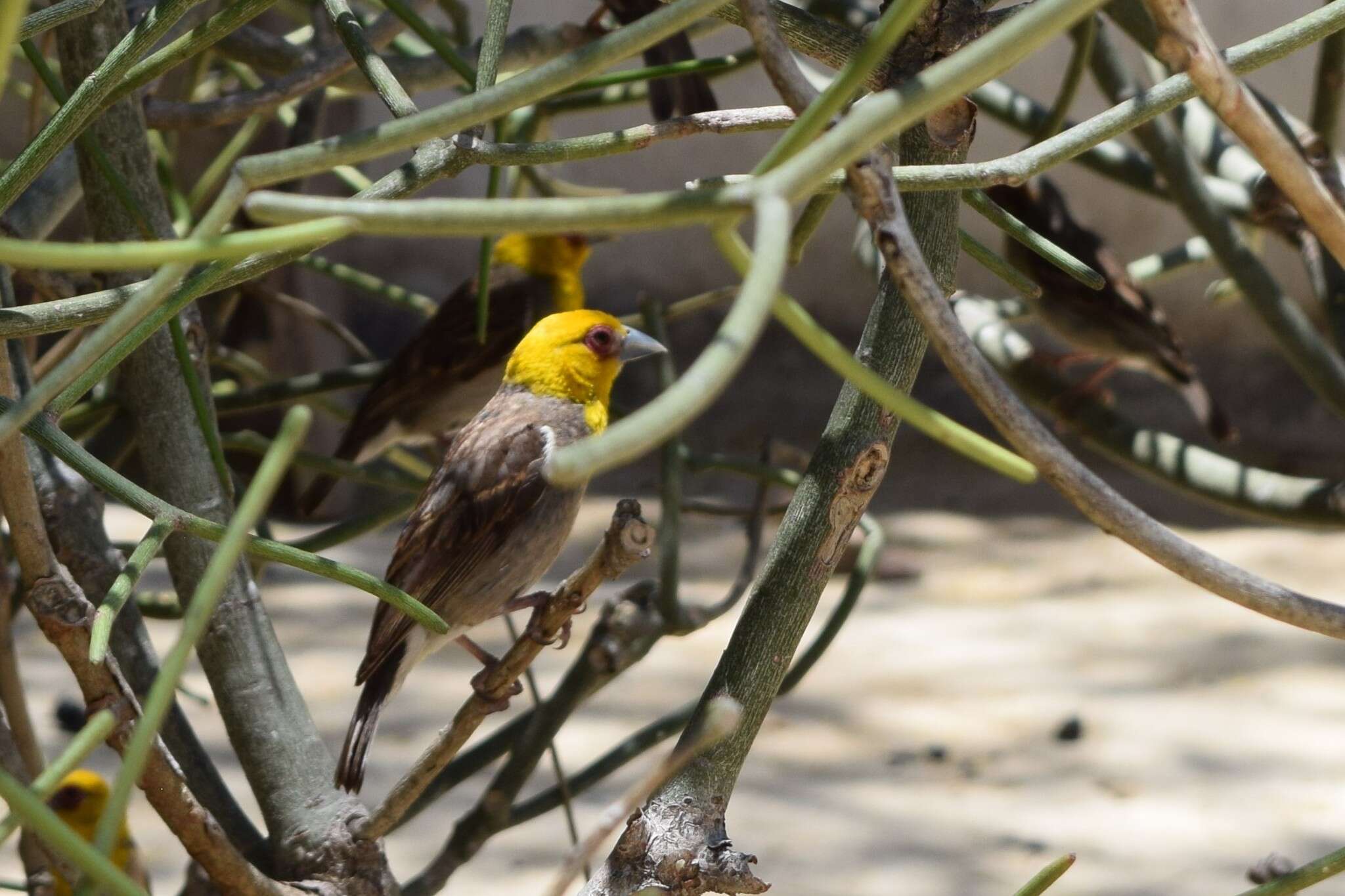 Image of Sakalava Weaver