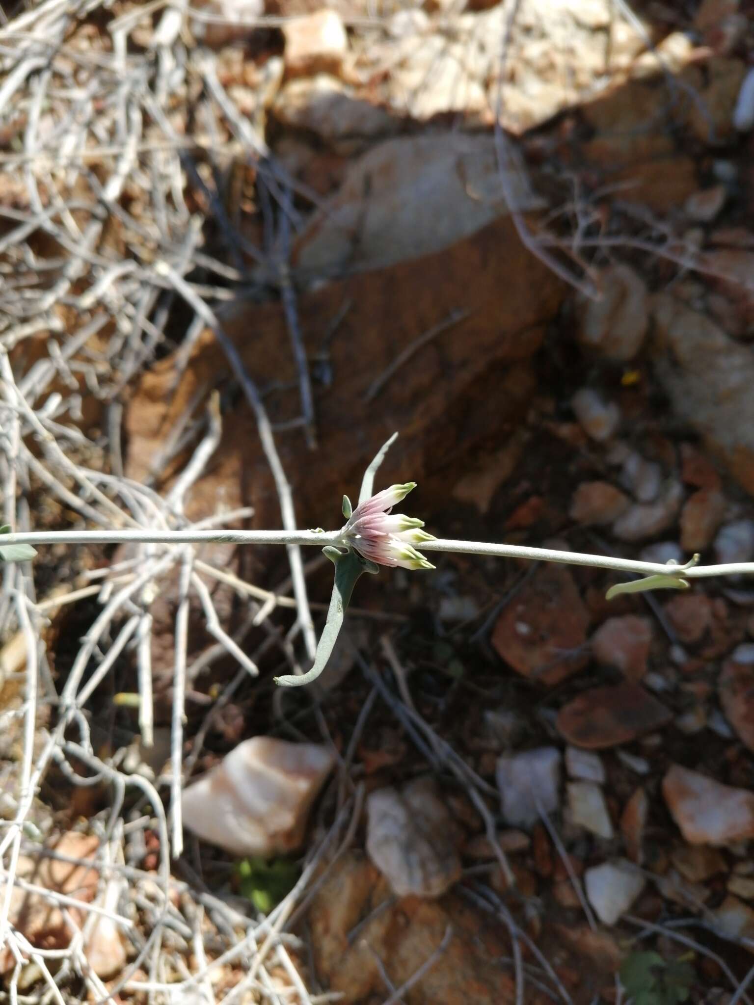 Image of Microloma incanum Decne.