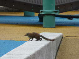 Image of Common Tree Shrew