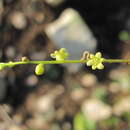 Imagem de Dioscorea caucasica Lipsky