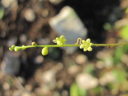 Dioscorea caucasica Lipsky的圖片