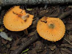 Image of Agaricus trisulphuratus Berk. 1885