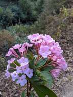 Image de Luculia gratissima (Wall.) Sweet