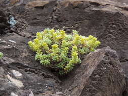 Image of Sedum brissemoretii