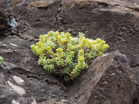 Image de Sedum brissemoretii