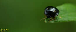 Coptosoma bifaria resmi