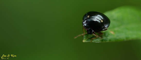 Image of Coptosoma bifaria