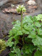 Image of Adoxa moschatellina subsp. moschatellina