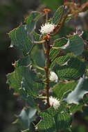 Image of Hakea undulata R. Br.