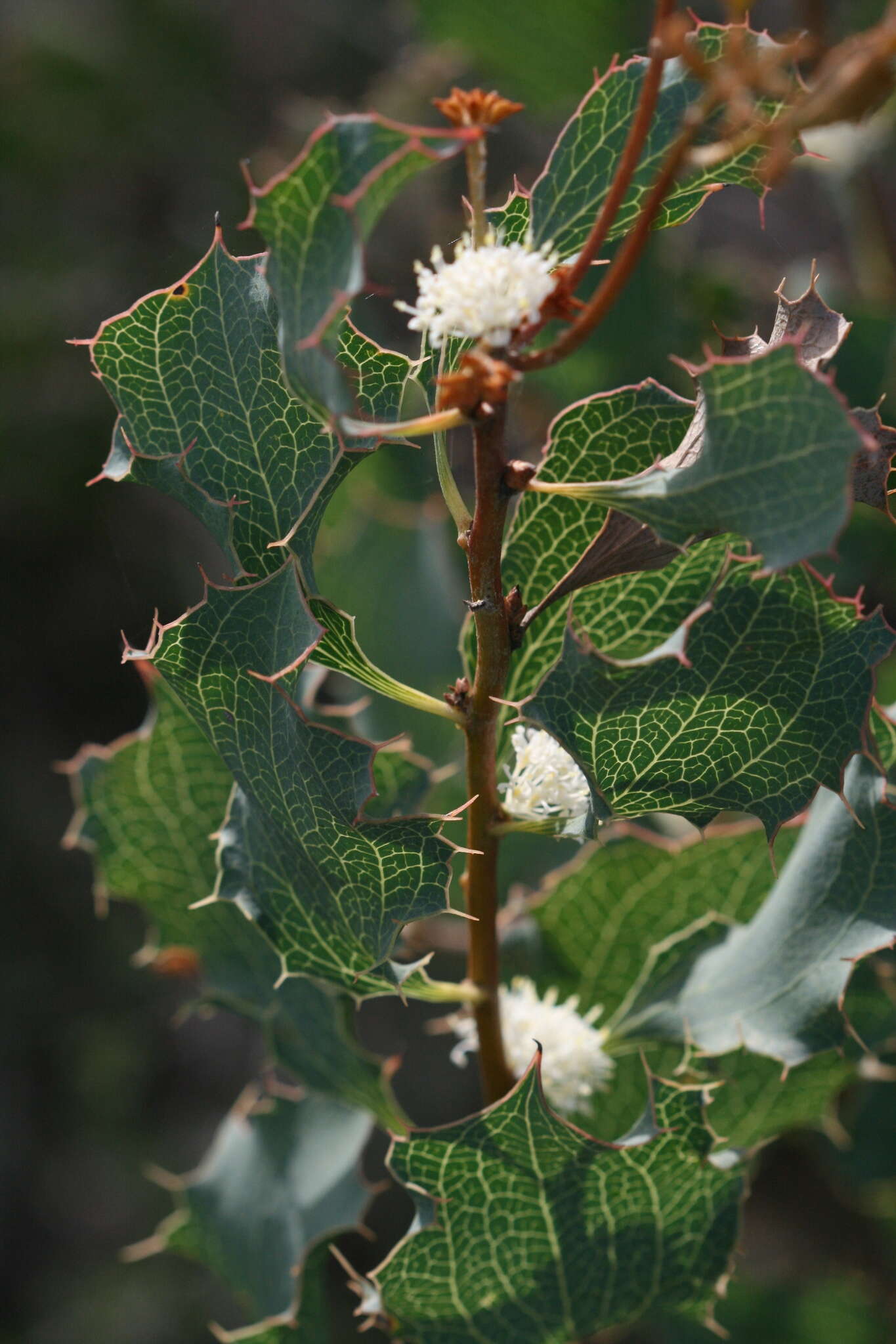 Слика од Hakea undulata R. Br.