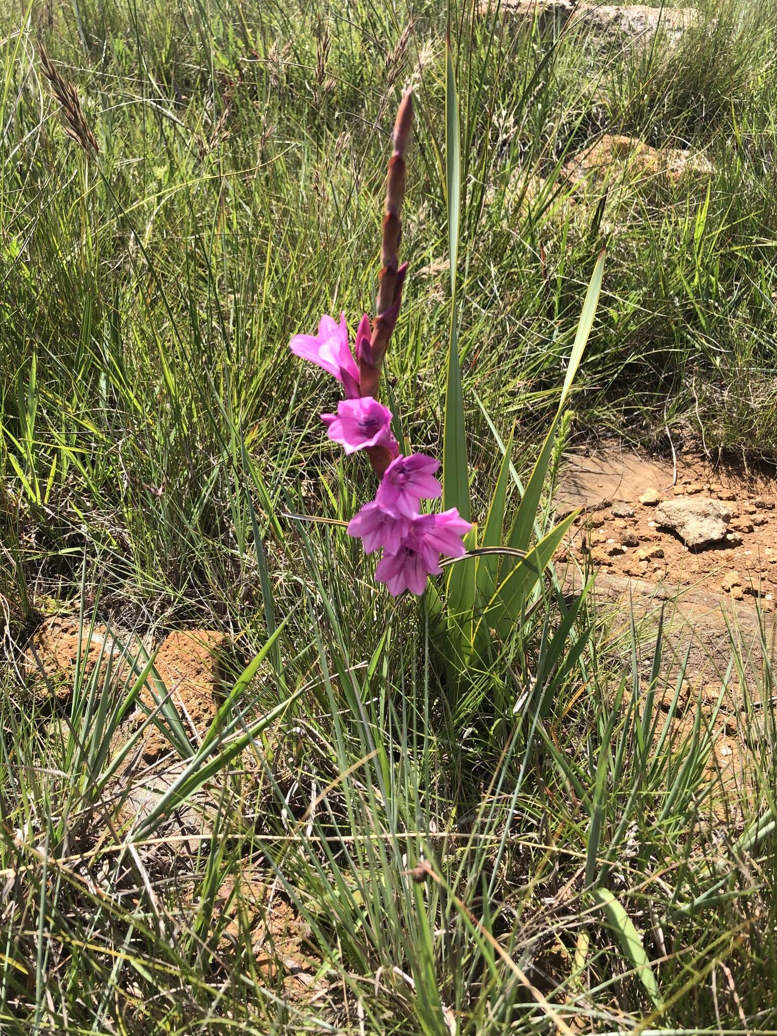 Imagem de Watsonia pulchra N. E. Br. ex Goldblatt