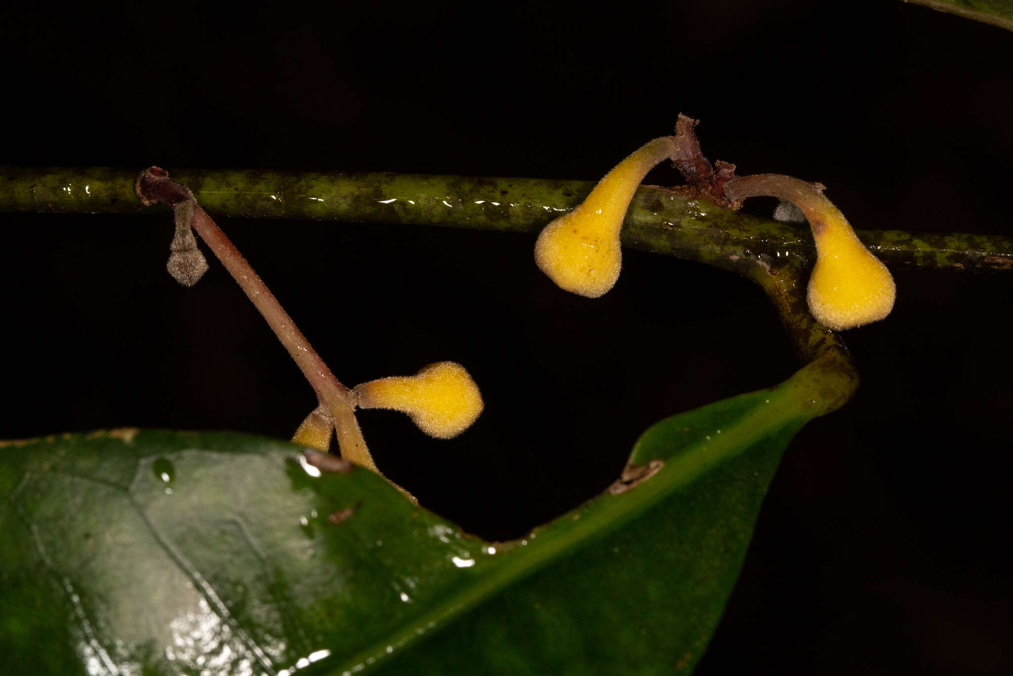 Image of Wilkiea austroqueenslandica Domin