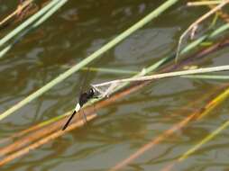 Image of Pseudothemis jorina Förster 1904