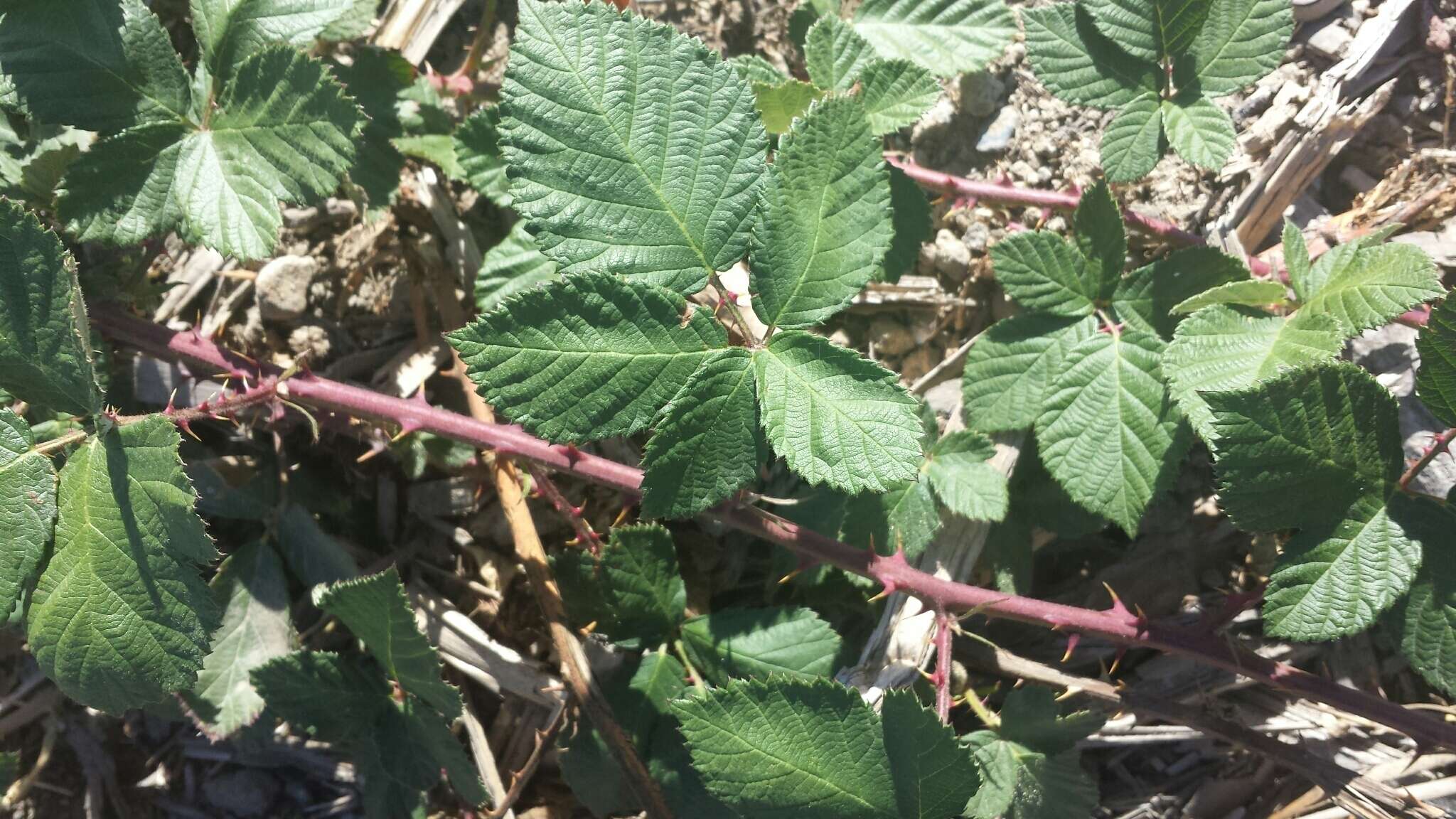 Image of Himalayan blackberry