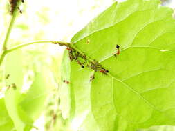 Image of Chaitophorus populicola Thomas & C. 1878