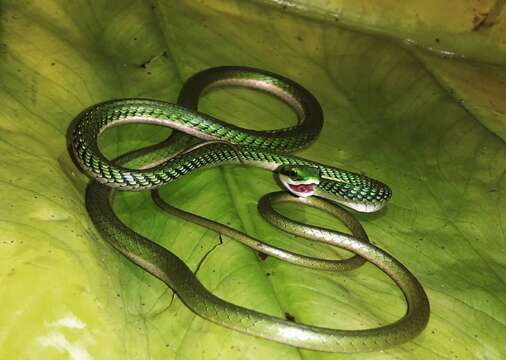 Image of Mexican Parrot Snake