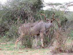 Image of Tragelaphus strepsiceros chora (Cretzschmar 1826)