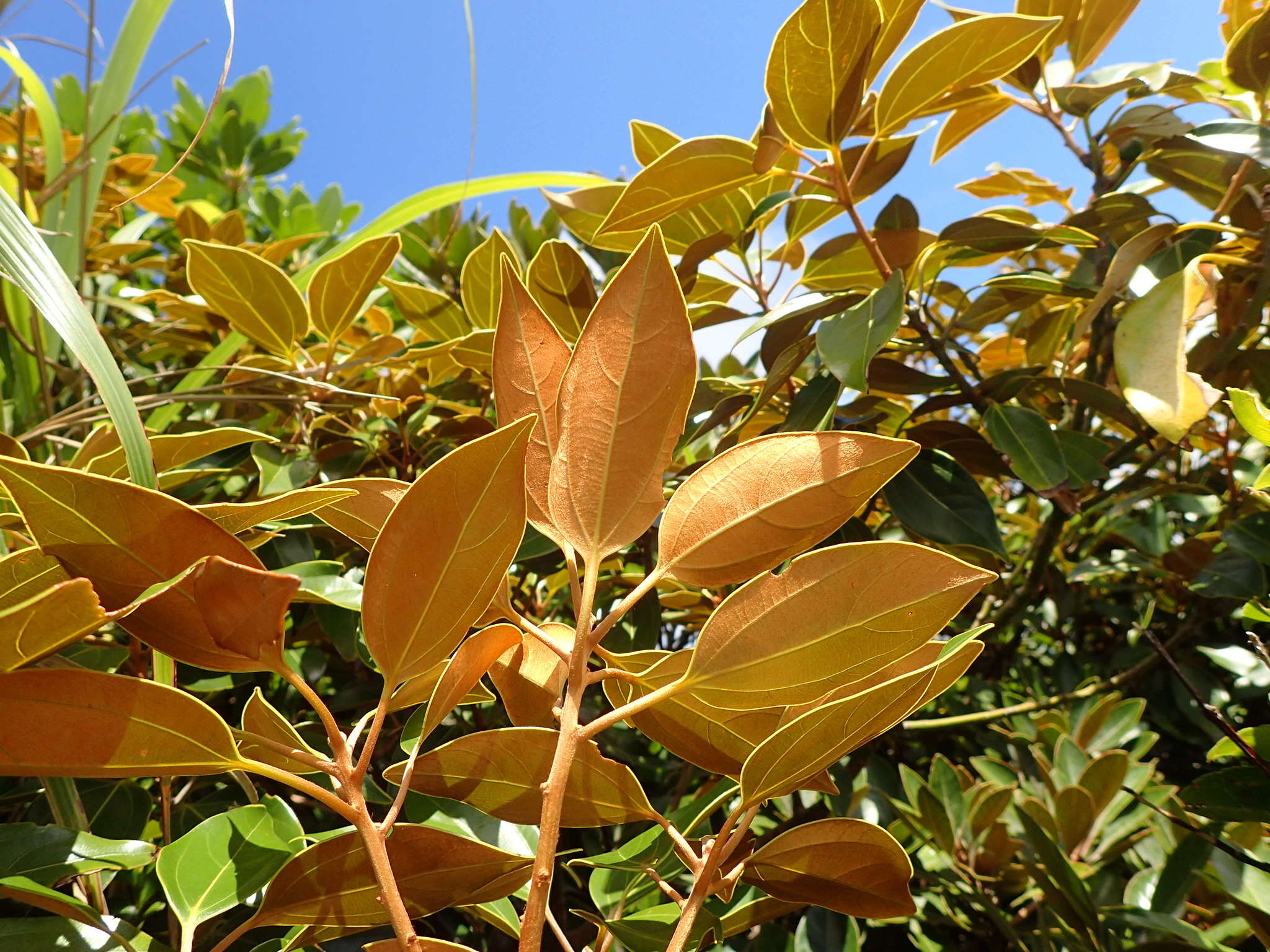 Image of Neolitsea aurata (Hayata) Koidz.