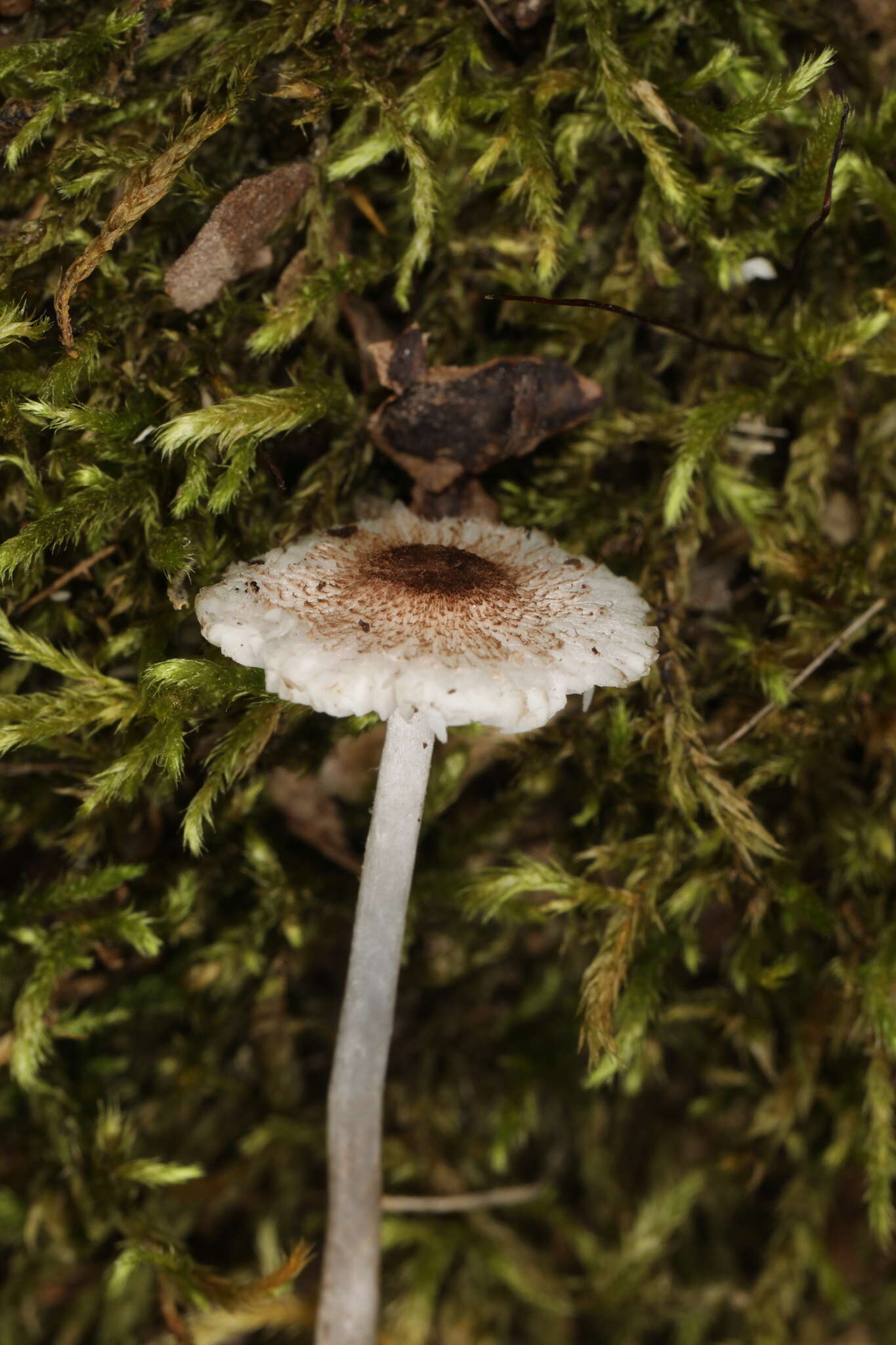 Leucoagaricus coerulescens (Peck) J. F. Liang, Zhu L. Yang & J. Xu 2010 resmi