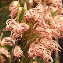 Image of Maxillaria floribunda Lindl.