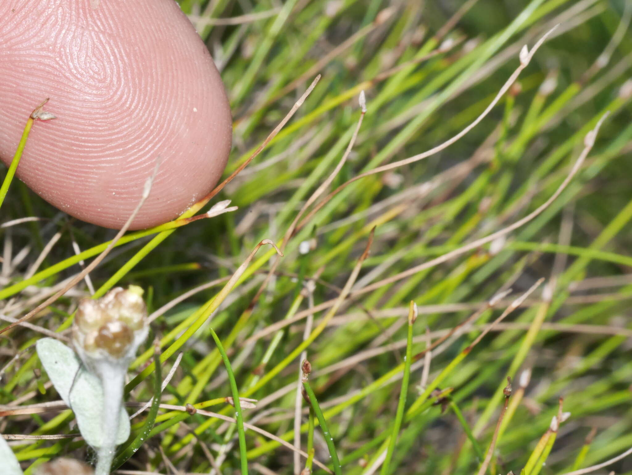 Isolepis cernua var. cernua的圖片