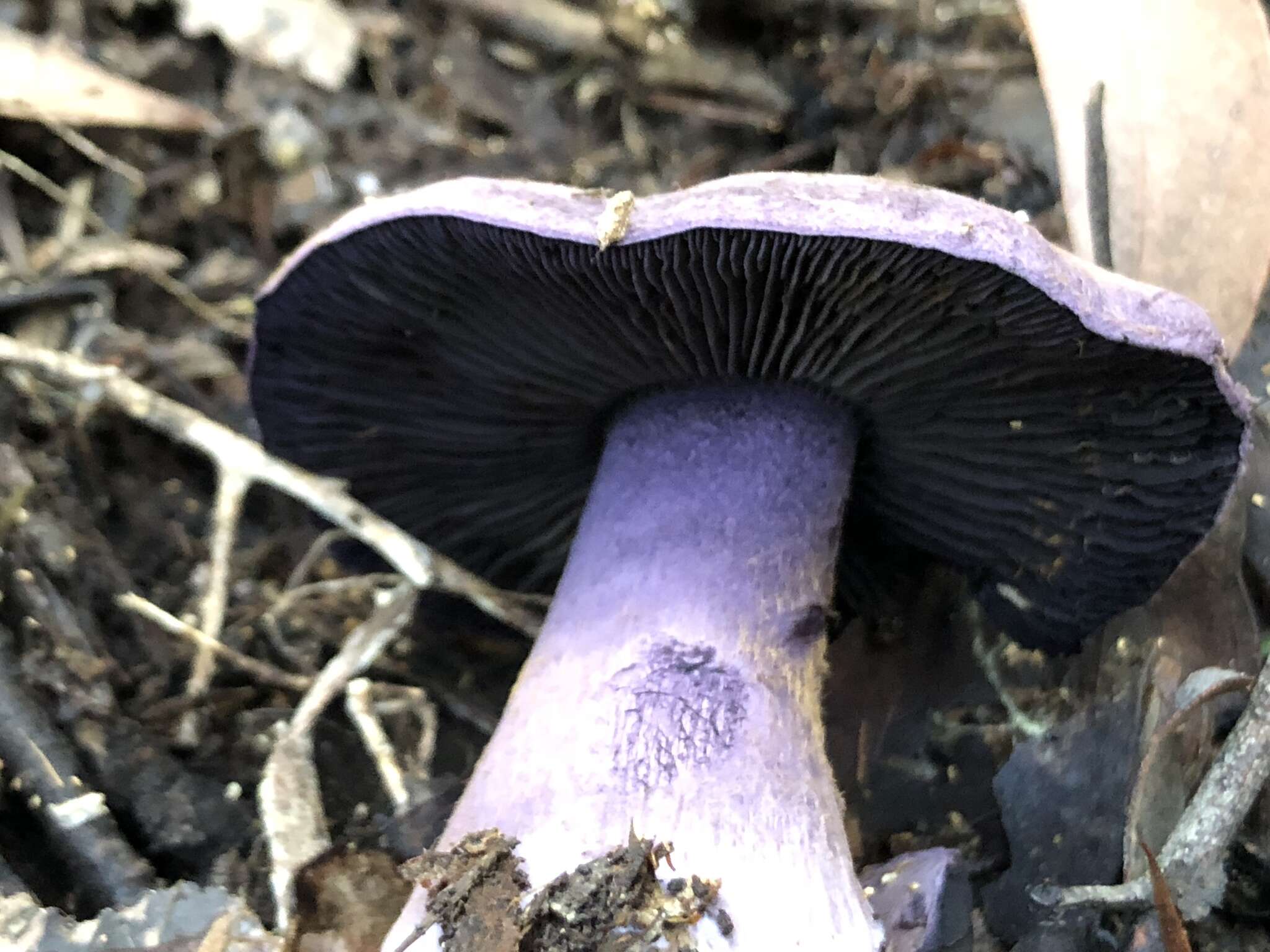 Image of Cortinarius austroviolaceus Gasparini 2001