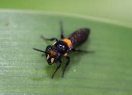 Image of Yellow-spotted Leioproctus