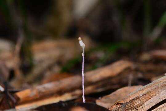 Imagem de Gymnosiphon aphyllus Blume