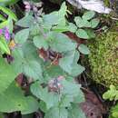 Image of Scutellaria guatemalensis Leonard