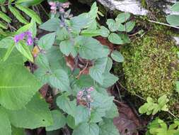 Image of Scutellaria guatemalensis Leonard