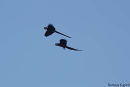 Image of Scarlet Macaw