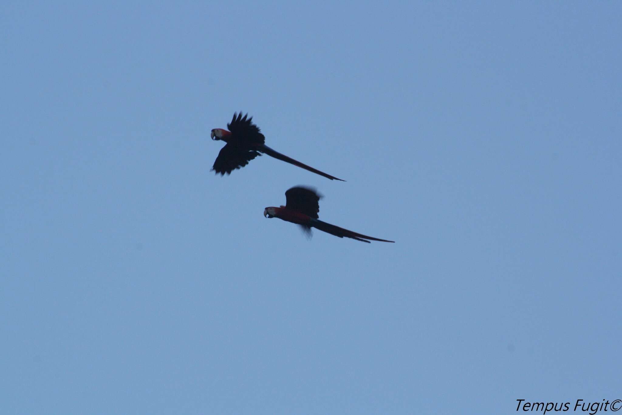 Image of Scarlet Macaw