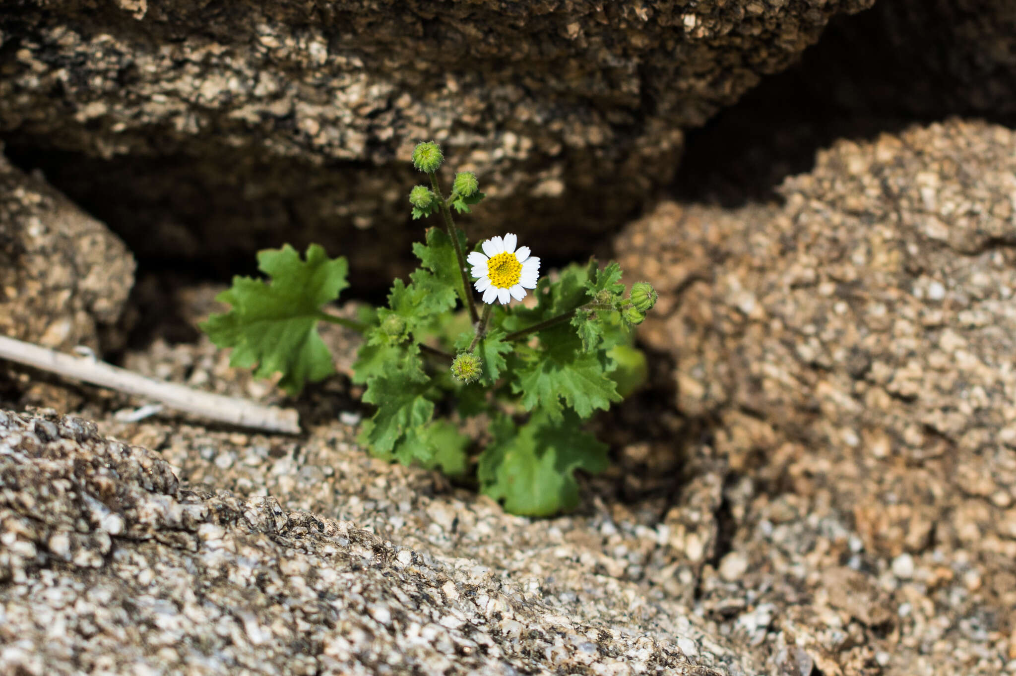 Image of Emory's rockdaisy