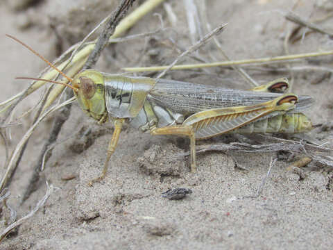 Melanoplus bowditchi Scudder & S. H. 1878的圖片