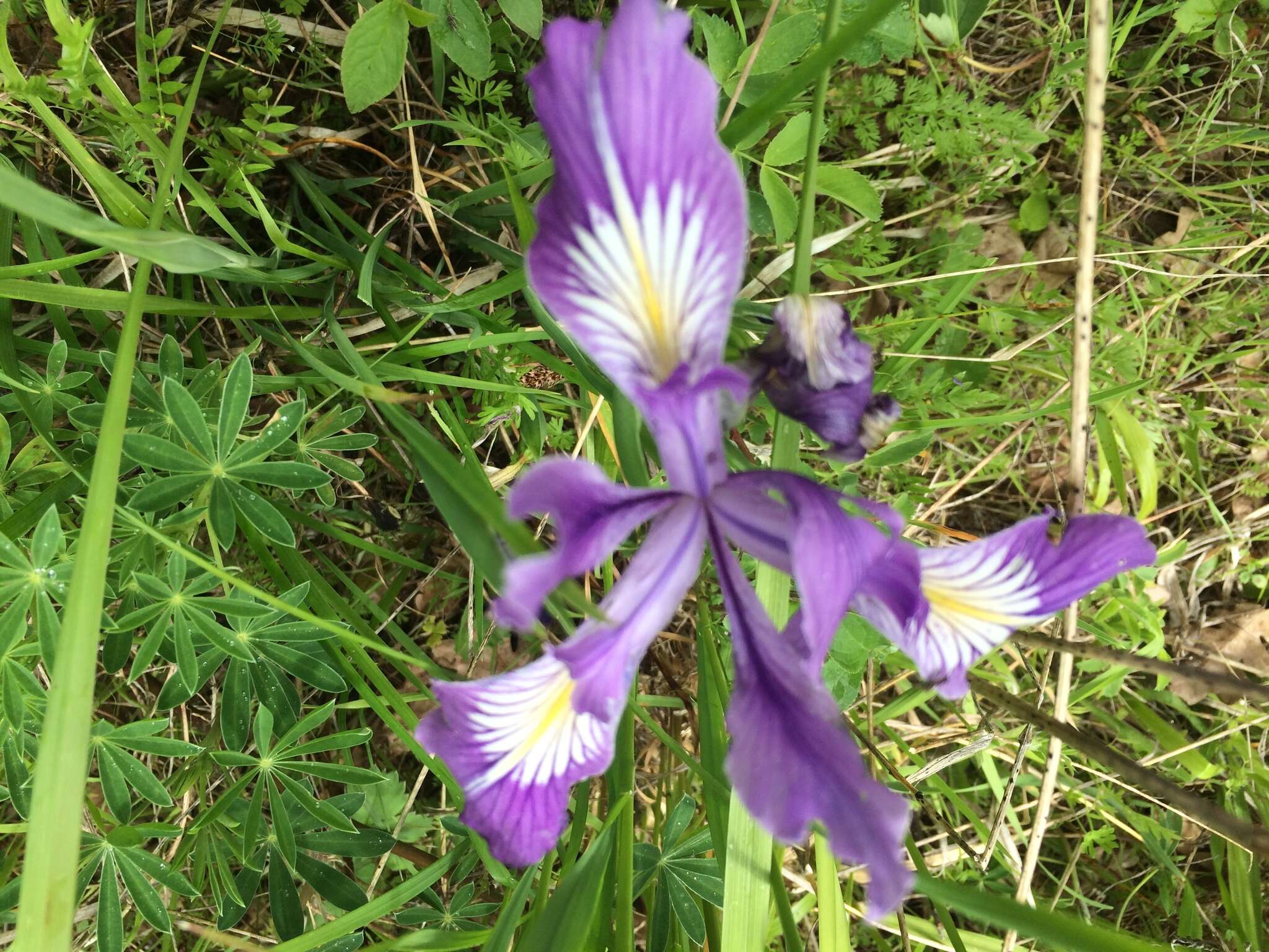 Image of toughleaf iris