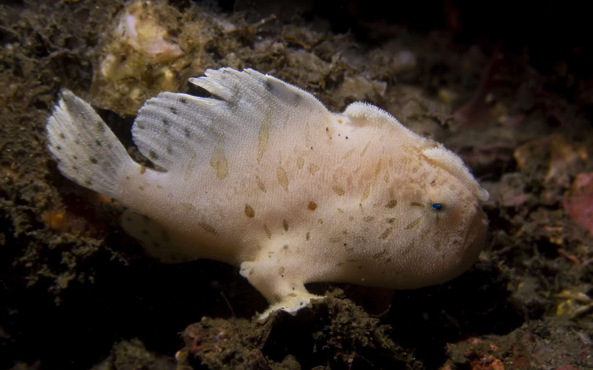 Image of Spitlure Frogfish