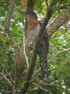 Image of Cuculus clamosus gabonensis Lafresnaye 1853