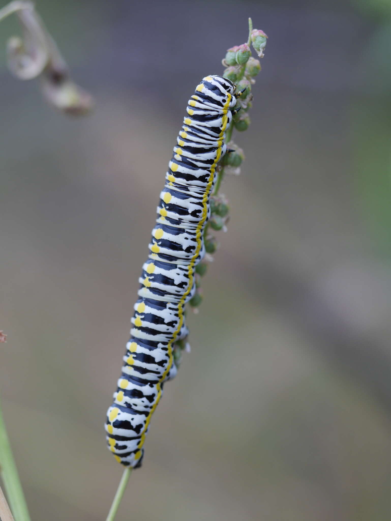 Image of Cucullia speyeri Lintner 1874