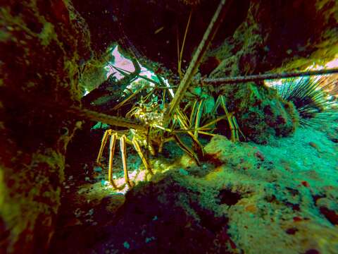 Image of Caribbean Spiny Lobster