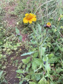 Image of Tridax trilobata (Cav.) Hemsl.