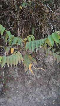 Image of Phyllanthus salviifolius Kunth