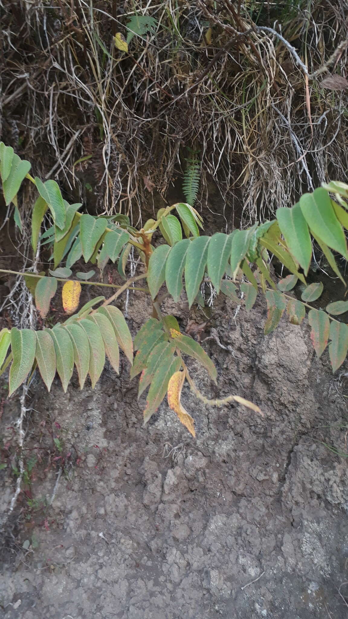 Phyllanthus salviifolius Kunth的圖片