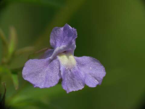 Image of Allegheny monkeyflower