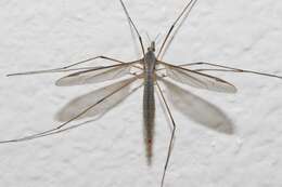 Image of Marsh crane fly